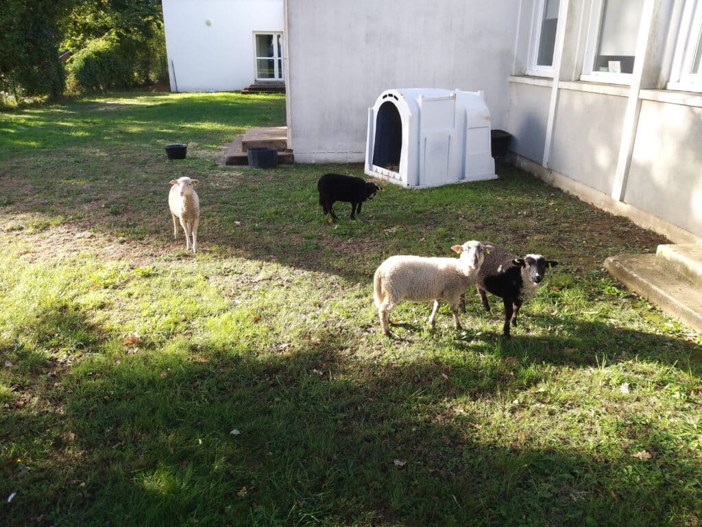 Moutons - Le Tour du Parc