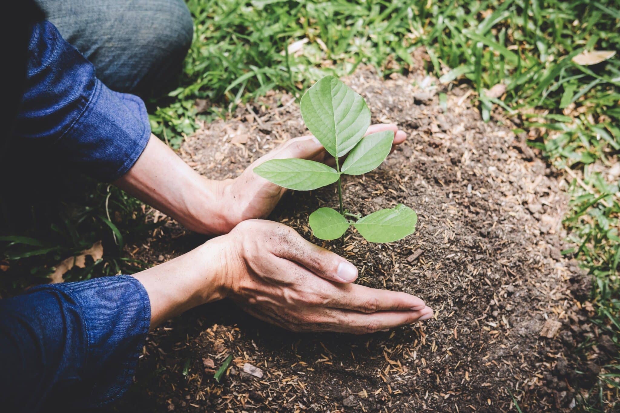 Reboisement de la journée mondiale de l'environnement, les mains du jeune homme étaient des plantes