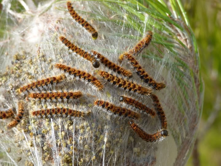 CHENILLES PROCESSIONNAIRES DU PIN