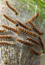 CHENILLES PROCESSIONNAIRES DU PIN