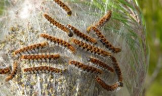 CHENILLES PROCESSIONNAIRES DU PIN