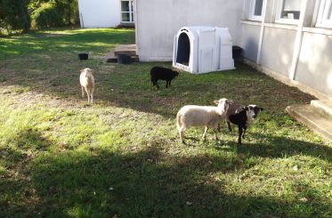 Moutons - Le Tour du Parc