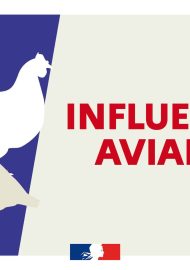 influenza-aviaire-vigilance