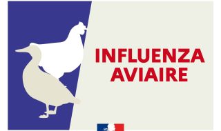 influenza-aviaire-vigilance